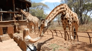 kenya safaris from nairobi